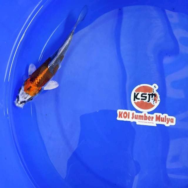 KSM001 - KUJAKU 17 BU
