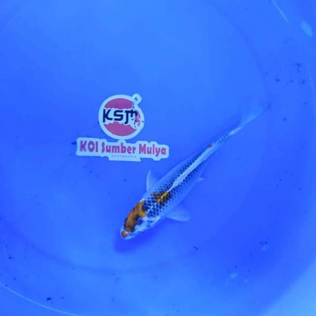 KSM005- HARIWAKE 17BU