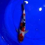 Sanke, 30cm male