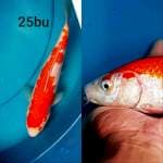 KOHAKU FULL GINRIN 25bu