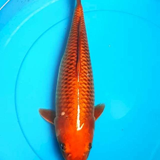 CHAGOI TEMBAGA 40