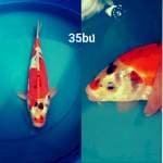 KIKORYU35BU