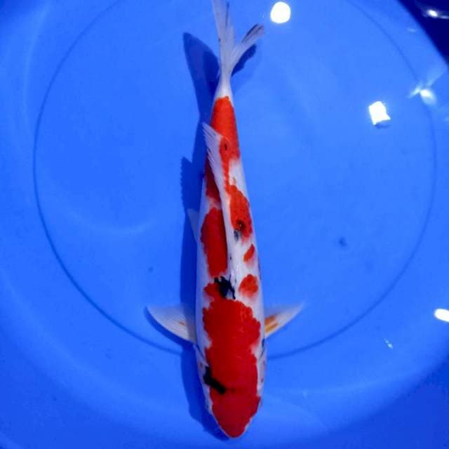 Showa, female 34cm