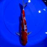Showa, female 34cm