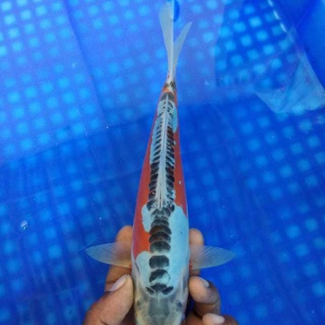 Shusui 27cm