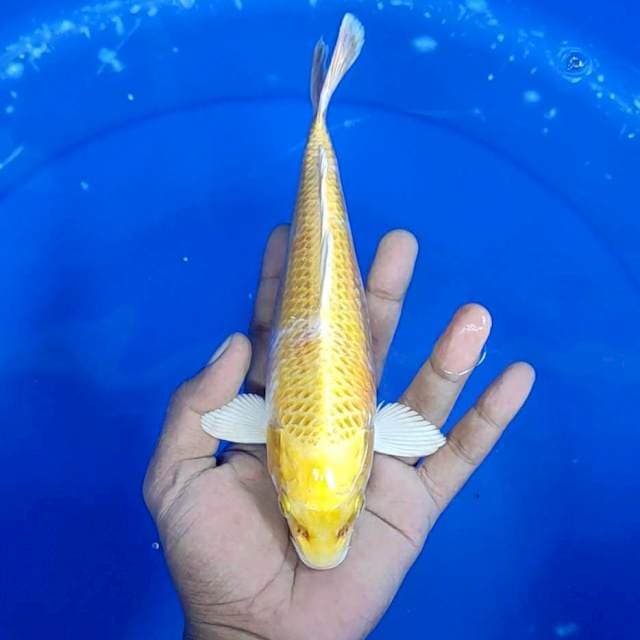 Hari Ake / 23 cm