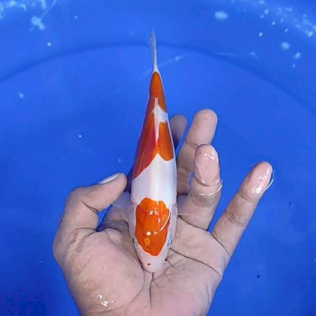 Doitsu / 20 cm