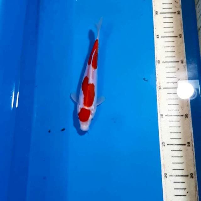 KOHAKU DOITSU 20 CM