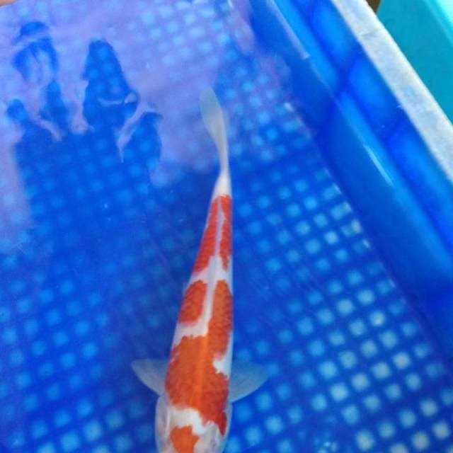 Kohaku original 27cm