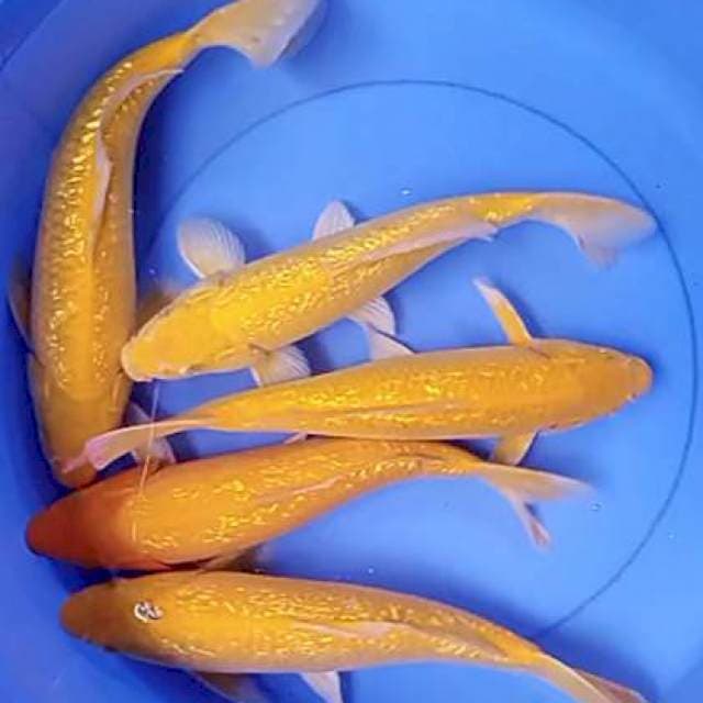 Ginrin 32-34 cm