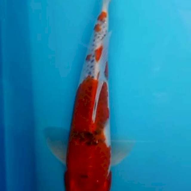 Goshiki