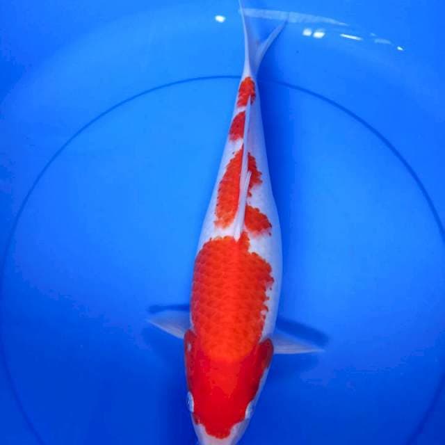 Kohaku, female 34