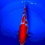 Kohaku, female 34