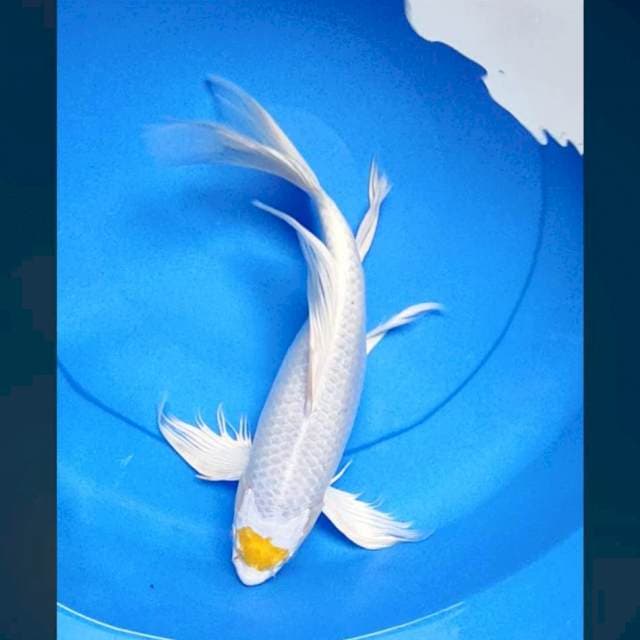 Kumpay tancho hariwake 36cm