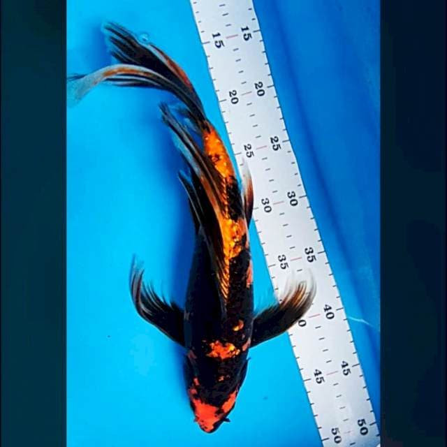 Kumpay hiu ginrin 37cm male
