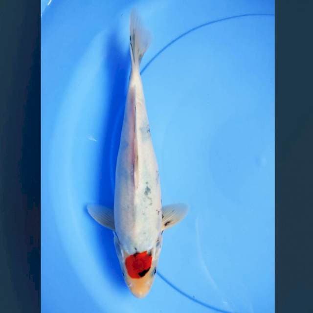 Tancho showa evo 30cm male