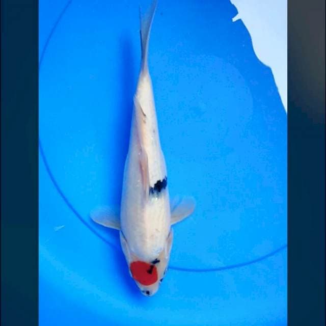 Tancho showa evo 29cm
