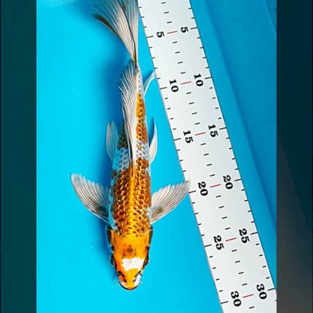 Kumpay kujaku ginrin 27cm