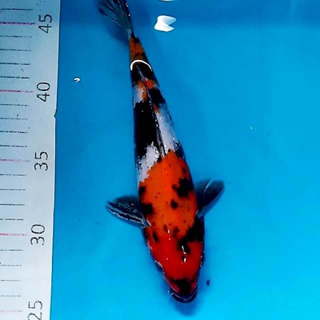 #6 showa Ginrin 23cm