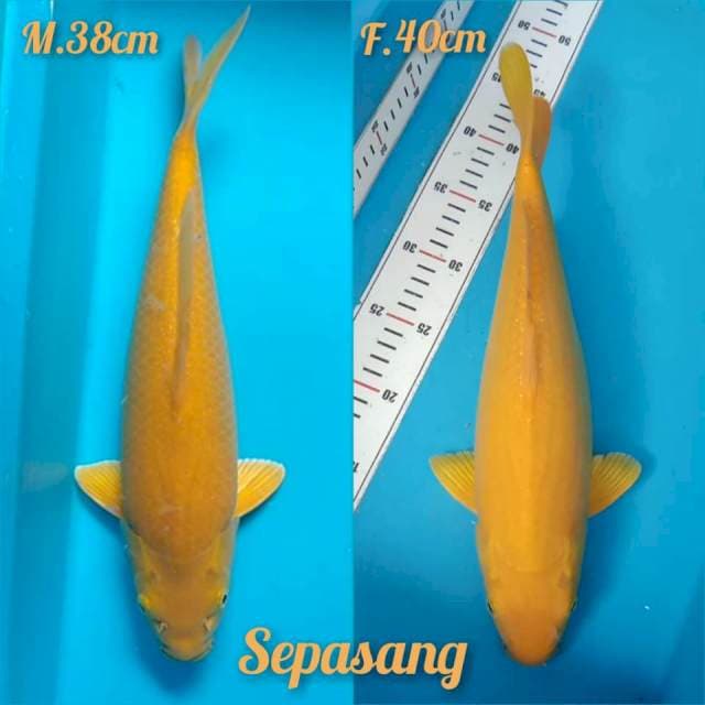 Spasang Karashi MH