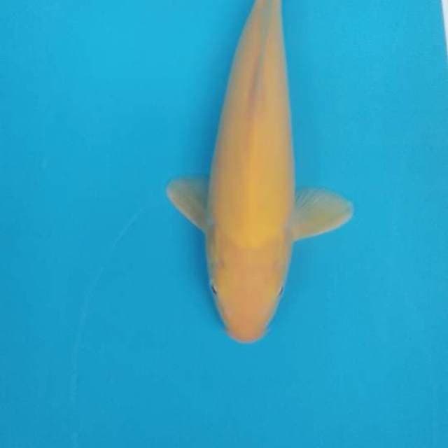 Karasi