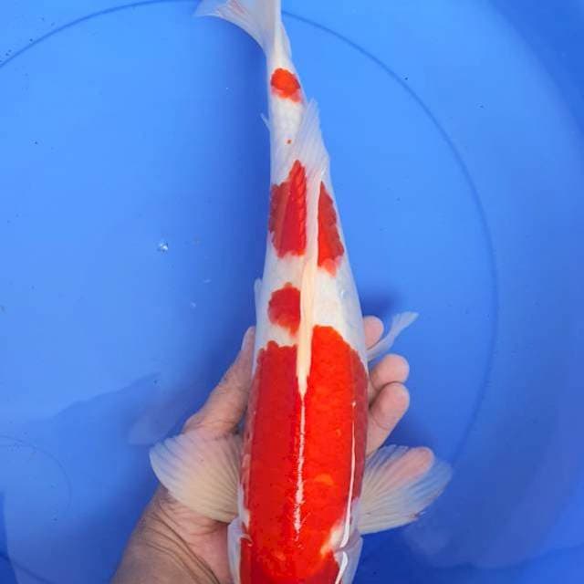 42cm Red Strong Kohaku❤🌶