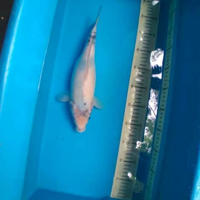 Shiro calon induk jossss 32cm