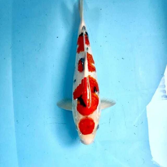 Maruten Sanke, 37 cm