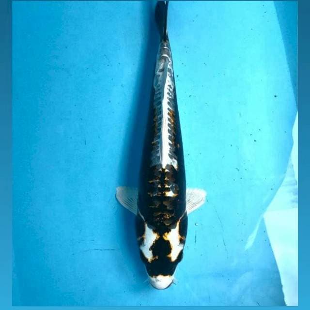 Antik Kabuto, 40 cm