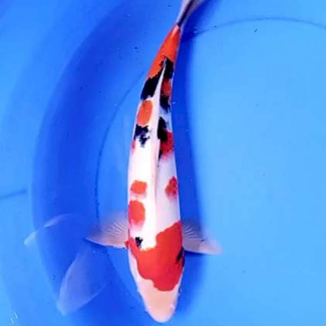 Sanke 37 cm