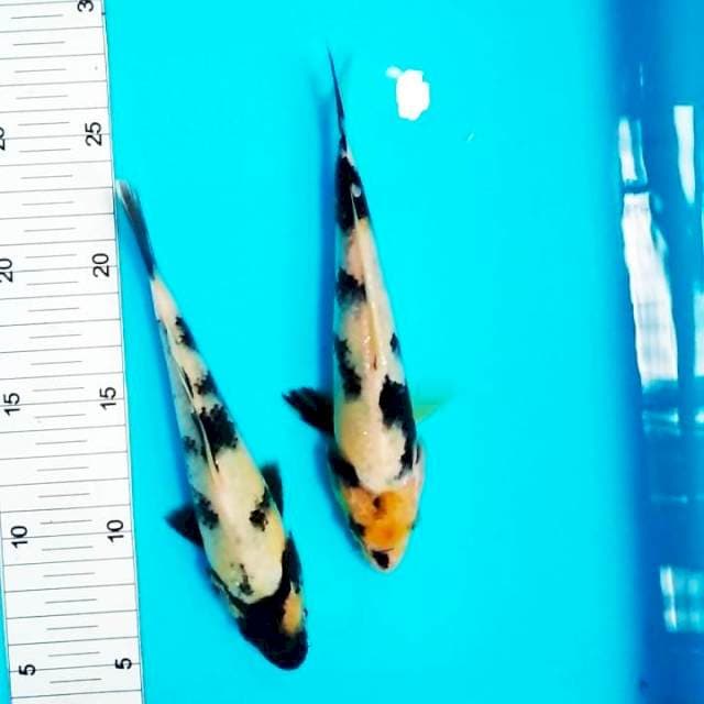 Shiro 19,20cm