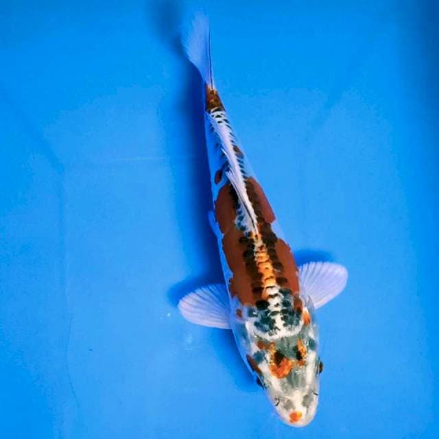 Kikokuryu 16cm