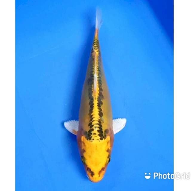 Mizhuo 17cm