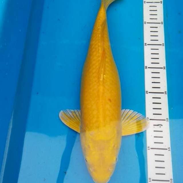 Karashi 41 cm