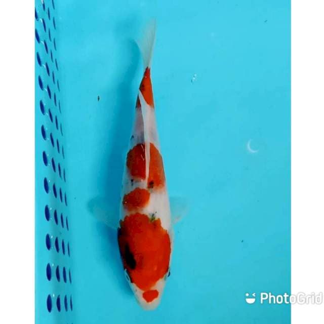 Sanke step tategoi 17cm