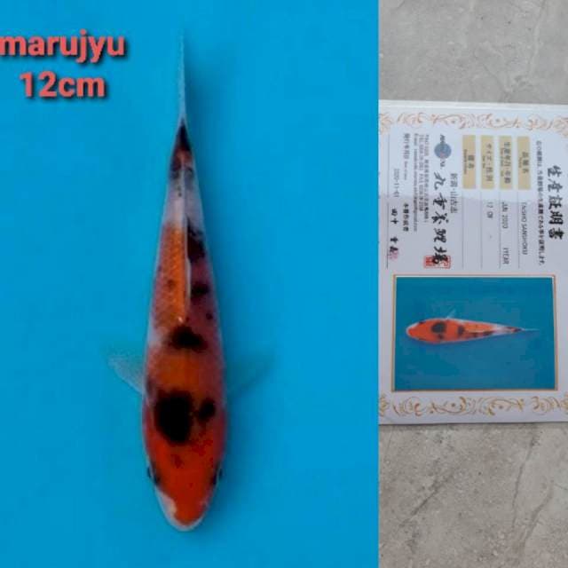 marujyu sanke 12cm serty