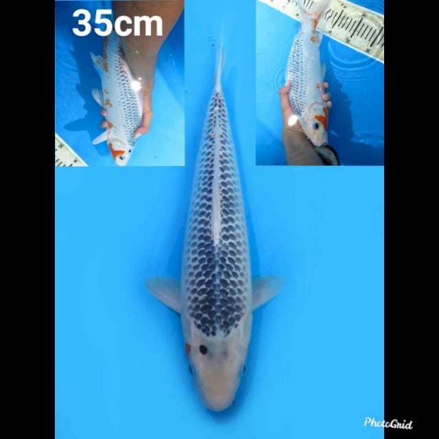 35cm Male , Asagi 
