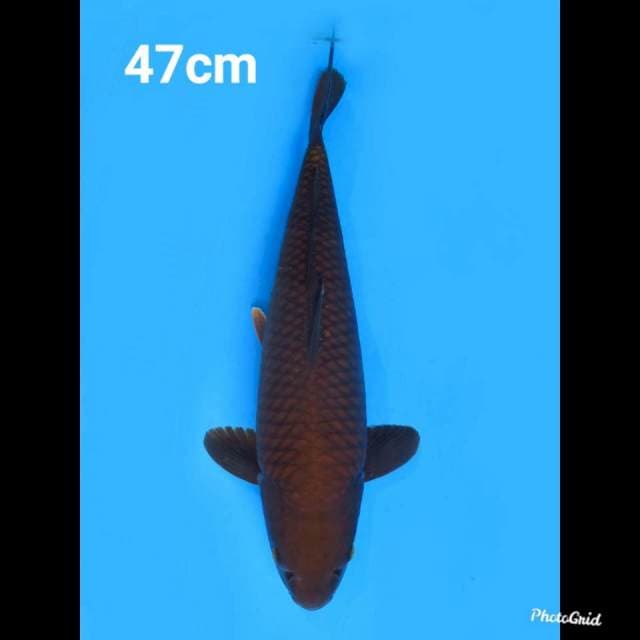 47cm Fml , Jumbo Chagoi 