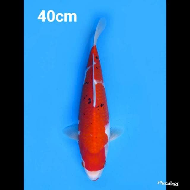 40cm Male , Taisho Sanke 