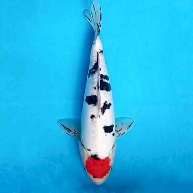TC SANKE DOITSU ARAGOKE 31CM