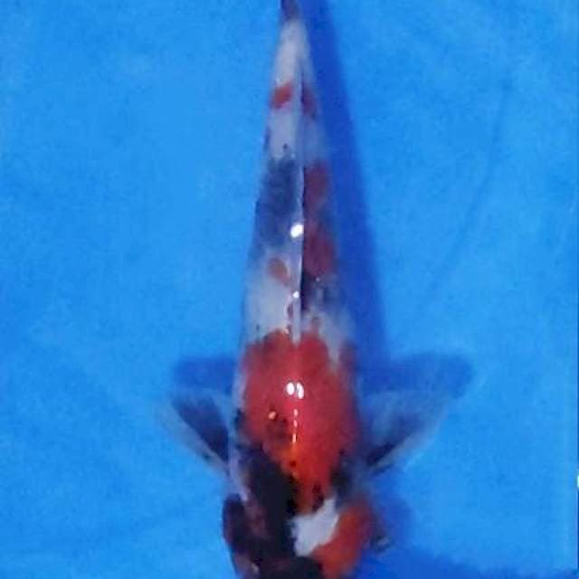 Tategoi Showa 24cm HQ