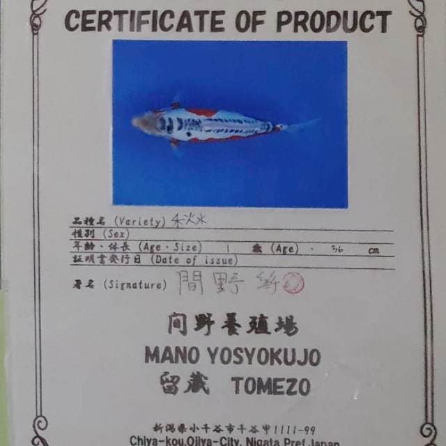 Shusui import