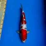 Sanke Doitsu 40 cm