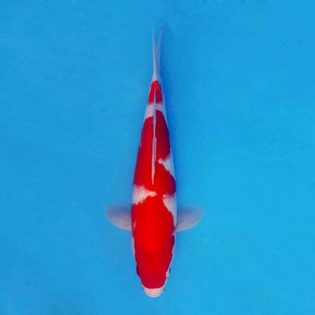 KIRIN 5 - Kohaku ®
