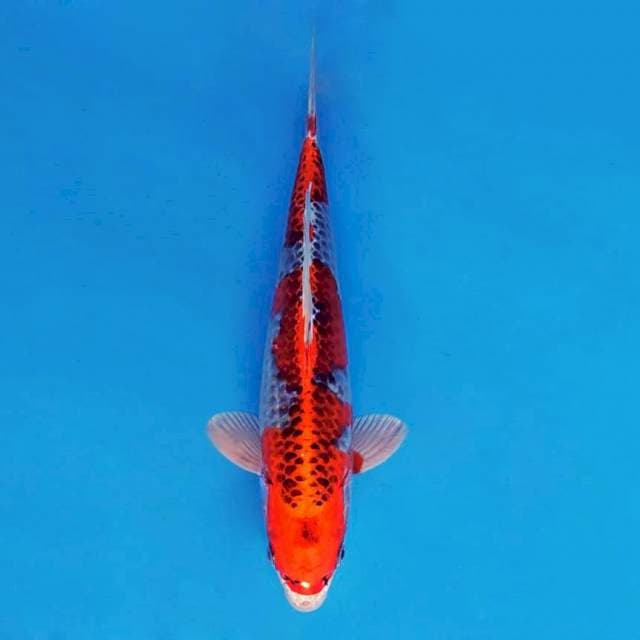 KIRIN 6 - Kujaku ®