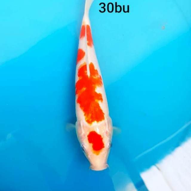 KOHAKU 30BU
