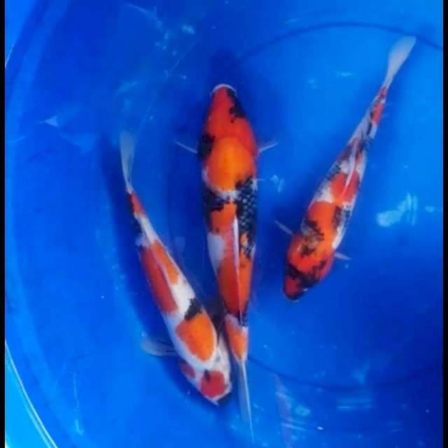 32,35,37cm