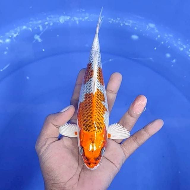 1. Kujaku || 22 cm