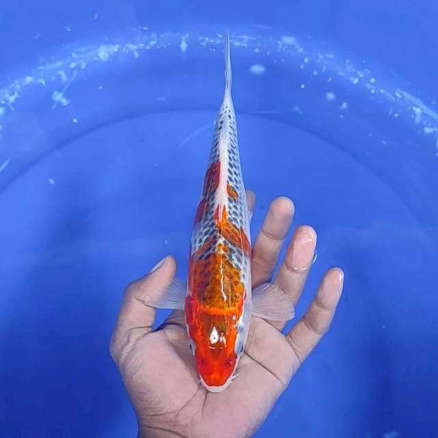 2. Goshiki || 24 cm