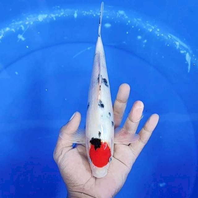 3. Tancho Sanke || 27 cm